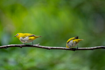 Two Indian White-eyes (Zosterops palpebrosus), small, yellowish-olive birds with distinctive white eye-rings, perch on a branch.