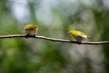 Two Indian White-eyes (Zosterops palpebrosus), small, yellowish-olive birds with distinctive white eye-rings, perch on a branch.