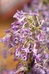 Wilting flowers of dried purple phloxes