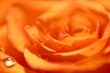 Orange Rose with Water Droplets  Macro Close-Up