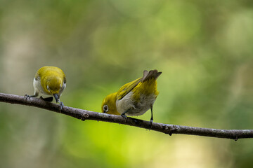 Two Indian White-eyes (Zosterops palpebrosus), small, yellowish-olive birds with distinctive white eye-rings, perch on a branch.