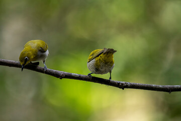 Two Indian White-eyes (Zosterops palpebrosus), small, yellowish-olive birds with distinctive white eye-rings, perch on a branch.