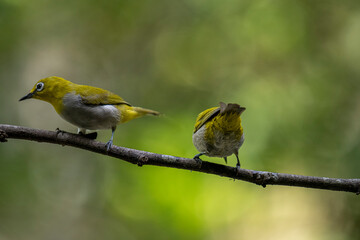 Two Indian White-eyes (Zosterops palpebrosus), small, yellowish-olive birds with distinctive white eye-rings, perch on a branch.