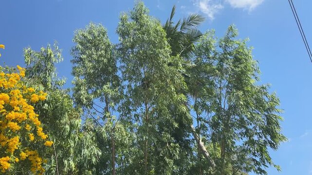 Tecoma stans
The leaves and flowers of the Golden Shower tree, brewed with hot water, can be made into a tea to reduce fever, treat colds, cure jaundice, manage diabetes, relieve headaches, alleviate
