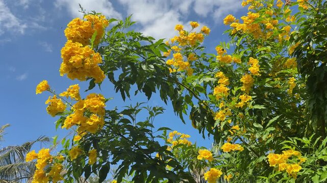 Tecoma stans
The leaves and flowers of the Golden Shower tree, brewed with hot water, can be made into a tea to reduce fever, treat colds, cure jaundice, manage diabetes, relieve headaches, alleviate