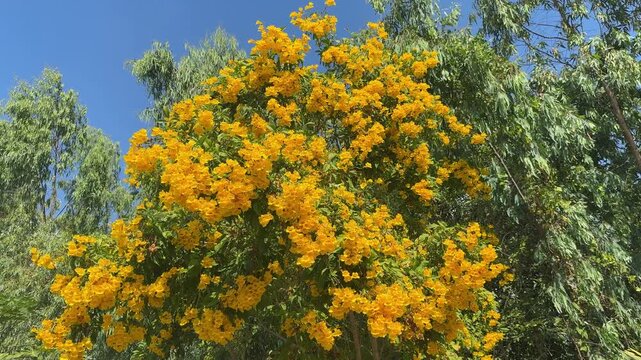 Tecoma stans
The leaves and flowers of the Golden Shower tree, brewed with hot water, can be made into a tea to reduce fever, treat colds, cure jaundice, manage diabetes, relieve headaches, alleviate
