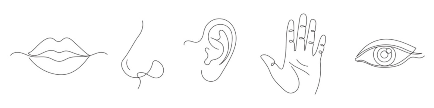 A set of the five human senses in a minimalist one-line art style: sight, hearing, smell, taste, and touch. Editable line art