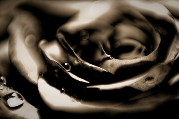 Macro of Rose Petals with Water Droplets in Sepia