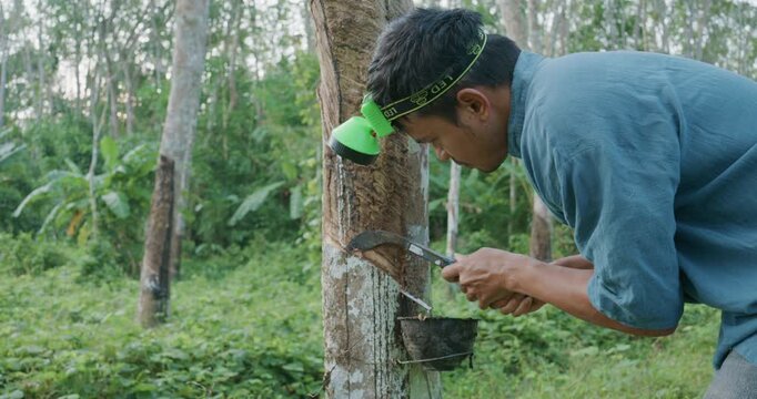 Agricultural man harvest para rubber from tree forest agro industry