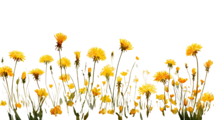 A vibrant field of wild yellow chamomile flowers and daisies blossoms in a sunny spring meadow against a clean white background, capturing the beauty of nature and the color of the summer season