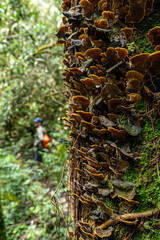 mushroom in colombia