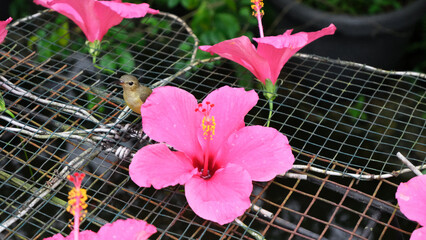 a small brown bird perches on a wire mesh, framed by bright pink flowers in the foreground. a small...