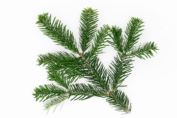 fir branch isolated on white background