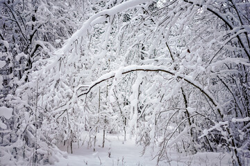  Wonderland Forest Covered in Fresh Snow
