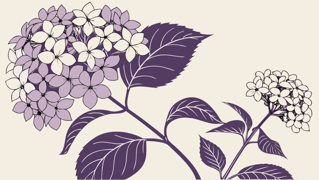 Elegant Hydrangea Illustration with Delicate Floral Details.