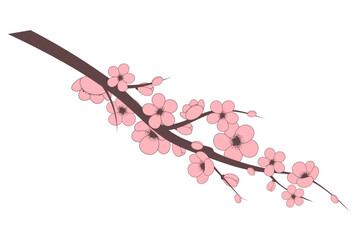 cherry blossom branch