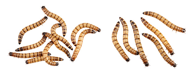 Worms larvae zophobas isolated on white background. Food for exotic animals. Top view. Flat lay