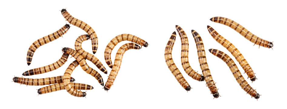 Worms larvae zophobas isolated on white background. Food for exotic animals. Top view. Flat lay