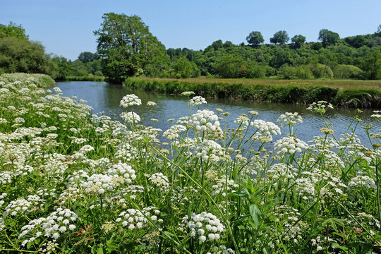 Oenanthe crocata, also known as hemlock water dropwort, growing along the banks of the River Wey, UK