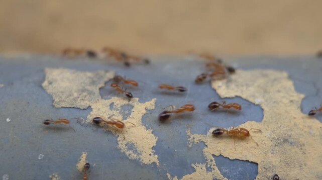 A group of red ants walking on a peeling wall during the day.