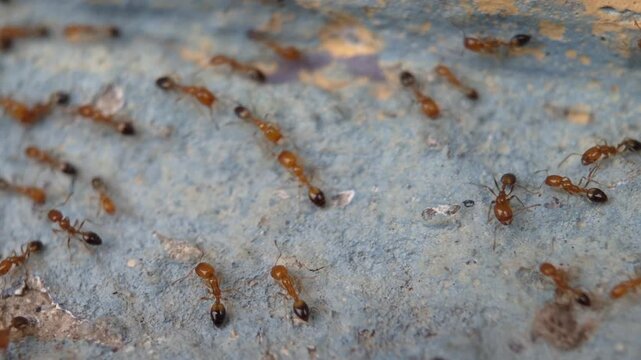 A group of red ants walking on a peeling wall during the day.