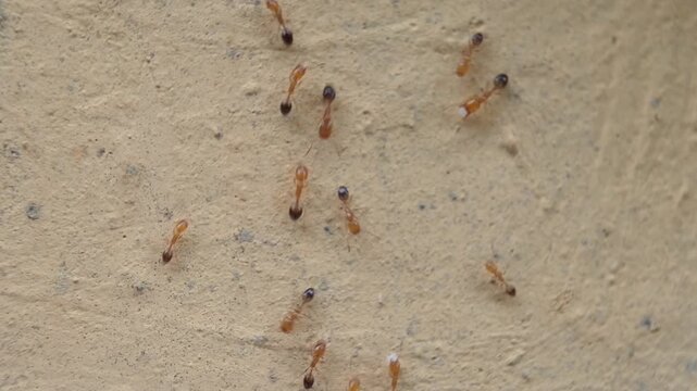 A group of red ants walking on the wall in the afternoon
