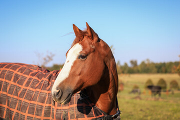 Brown horse covered by blanket standing on pasture. Rural scene with domestic animal