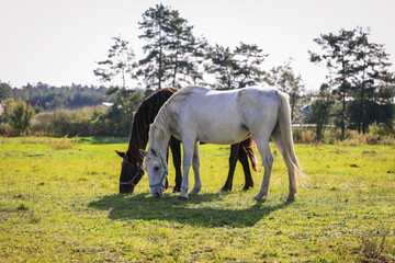 Two horses grazing grass on meadow or pasture. Tranquil rural scenery at animal farm