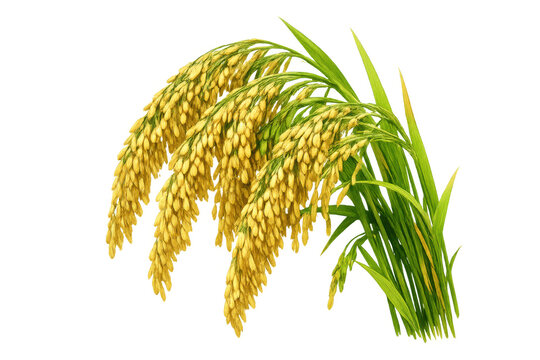 Golden harvest rice ears with green leaves on transparent background, symbolizing agriculture, food, and natural abundance