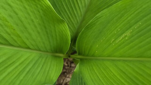 Beautiful and Fresh Turmeric Plants. Green turmeric herbal plant or Curcuma longa leaves in the afternoon
