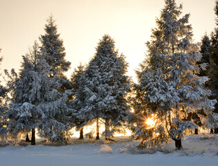 Zimowy krajobraz. Ośnieżone drzewa