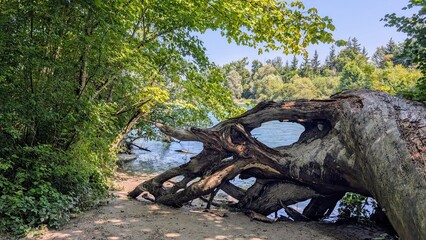 Fototapeta premium an der Aare