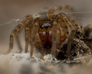 Macro portrait of hairy spider with web strands