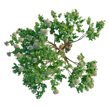 Angophora hispida tree plan, top view, cutout, transparent background, isolate, Vibrant green leaves and branches, detailed foliage texture, natural plant element for design