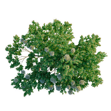 Angophora hispida tree plan, top view, cutout, transparent background, isolate, Detailed aerial view of lush green foliage with intricate leaf patterns, perfect for nature themes.