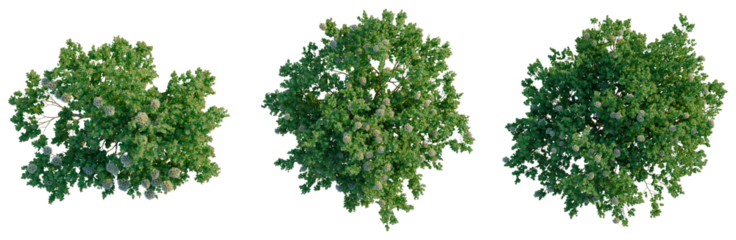 Angophora hispida tree plan, top view, cutout, transparent background, isolate, Detailed Green Spruce Tree with Branches, Pine Tree, Forest, Nature, Realistic 3D Rendering