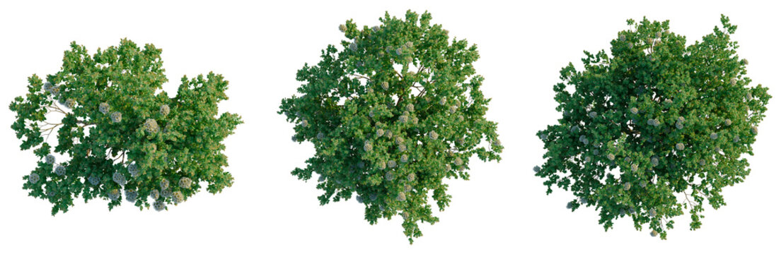Angophora hispida tree plan, top view, cutout, transparent background, isolate, Detailed Green Spruce Tree with Branches, Pine Tree, Forest, Nature, Realistic 3D Rendering