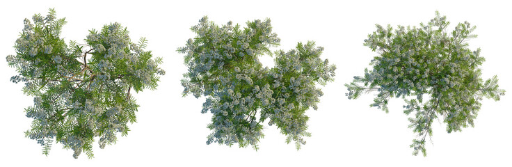 Cassinia aculeata tree plan, top view, cutout, transparent background, isolate, Detailed Spruce Tree Branch with Needles, Realistic Rendering, Close-Up for Nature Backgrounds