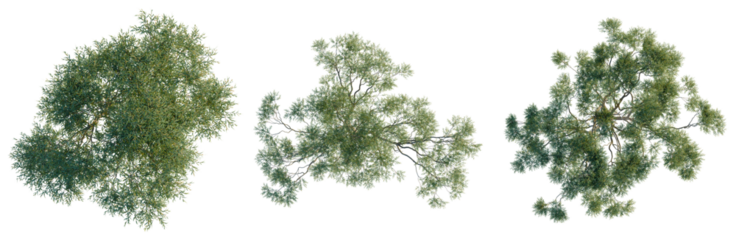 Corymbia aparrerinja tree plan, top view, cutout, transparent background, isolate, Detailed Green Tree Branch with Lush Foliage, Perfect for Natural and Botanical Designs