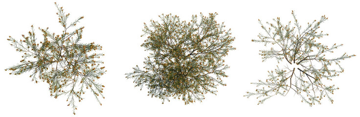 Dillwynia cinerascens tree plan, top view, cutout, transparent background, isolate, Detailed intricate branch with foliage texture, nature element for decorative design, vector illustration © DH Tree Stock