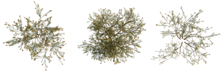 Dillwynia cinerascens tree plan, top view, cutout, transparent background, isolate, Detailed intricate branch with foliage texture, nature element for decorative design, vector illustration