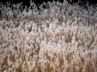 すすきふわふわ