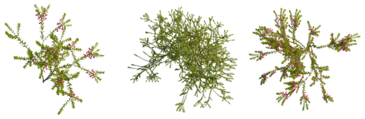 Epacris impressa tree plan, top view, cutout, transparent background, isolate, Detailed sprig of blooming pink flowers on a green branch, isolated on a dark background, close up.