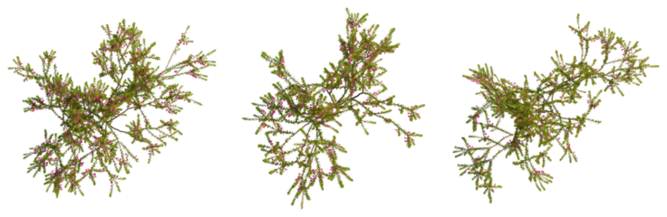 Epacris impressa tree plan, top view, cutout, transparent background, isolate, Delicate pink flowers branch close-up, detailed floral texture, nature's beauty, spring blossom
