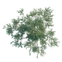 Obraz premium Eucalyptus Lehmannii tree plan, top view, cutout, transparent background, isolate, Detailed green plant branch, perfect for nature design or botanical background elements.