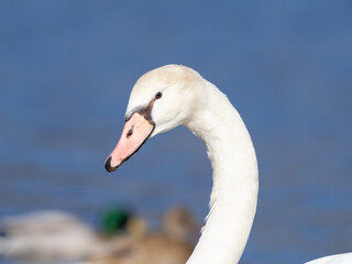 コブハクチョウポートレート