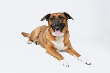 Obraz premium Studio portrait of brown dog 