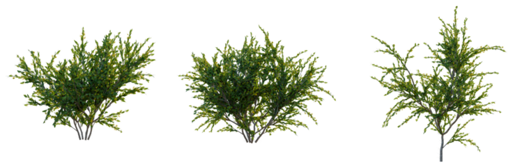 Acacia paradoxa tree, front view, cutout, transparent background, isolate, Vibrant Green Foliage Tree Branch Close-Up, Detailed Texture for Nature and Botanical Design Elements