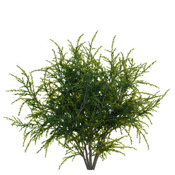 Acacia paradoxa tree, front view, cutout, transparent background, isolate, Detailed close-up of a vibrant green pine branch with needles, perfect for nature backgrounds.
