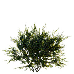 Fototapeta premium Acacia verticillata tree, front view, cutout, transparent background, isolate, Detailed close-up of lush green pine tree branches with needles, nature background